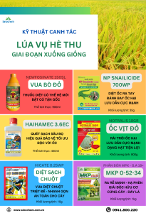 Bộ chế phẩm nông nghiệp hỗ trợ chăm sóc lúa đầu vụ Hè Thu 2024