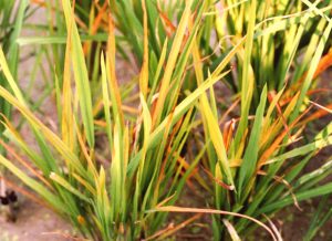 Triệu chứng bệnh vàng lụi hại lúa