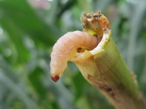 Hình dạng nhận biết sâu đục thân hại lúa.