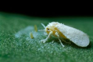 Rầy phấn trắng giai đoạn thành trùng