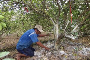 Ông Lê Văn Tây (ấp 4, xã Bình Đức, huyện Bến Lức) bón vôi vào gốc chanh với hy vọng cứu được phần nào vườn chanh