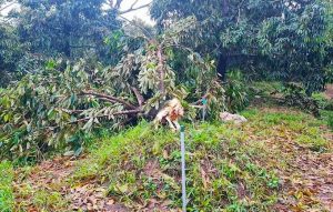 Sầu riêng tại Bến Tre bị trốc gốc.