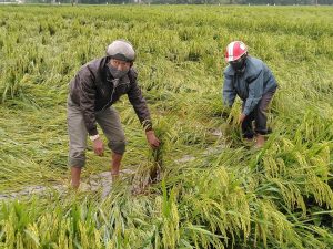 Mưa to, gió lớn khiến cây lúa bị đổ ngã