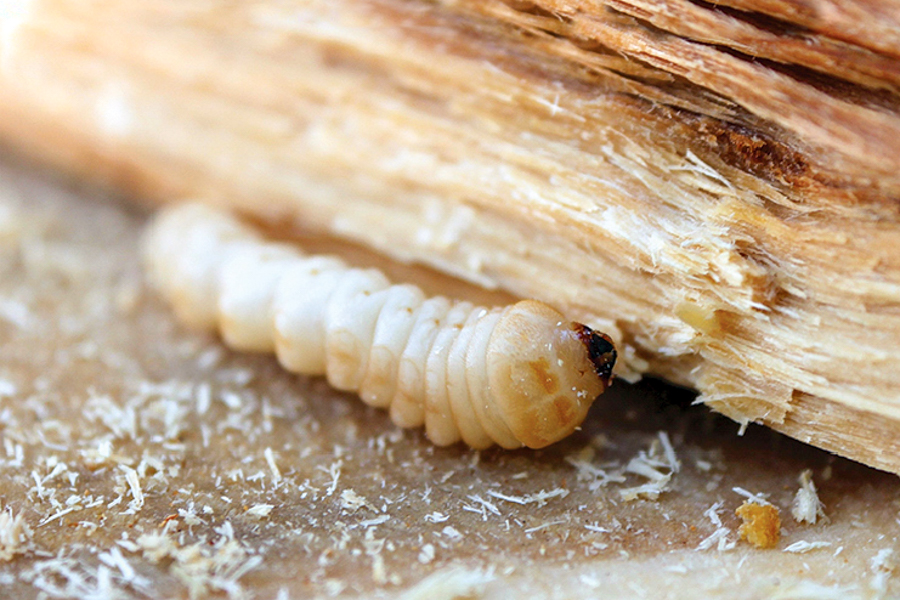 thuoc-tru-sau-cho-cay-ca-phe