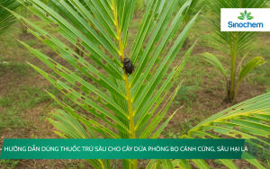 thuoc-tru-sau-cho-cay-dua