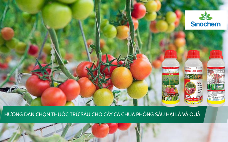 thuoc-tru-sau-cho-cay-ca-chua