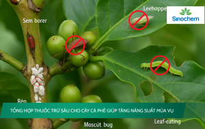 thuoc-tru-sau-cho-cay-ca-phe