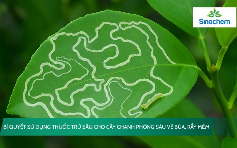 thuoc-tru-sau-cho-cay-chanh