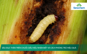 sau-duc-than-tren-chuoi