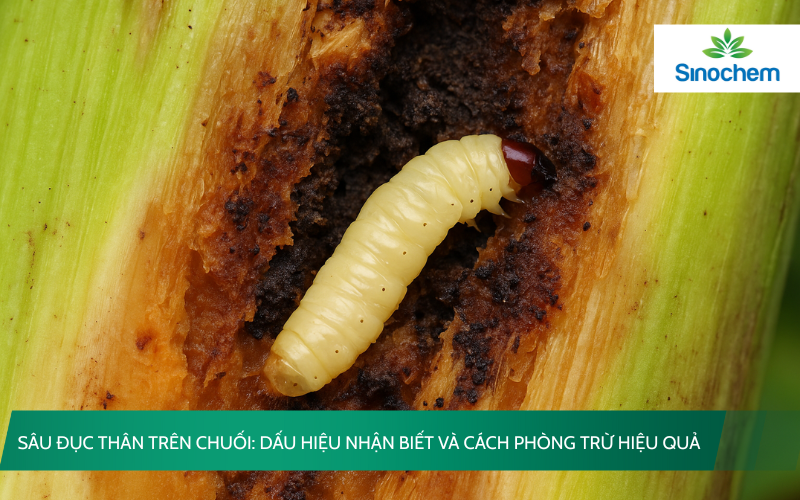 sau-duc-than-tren-chuoi