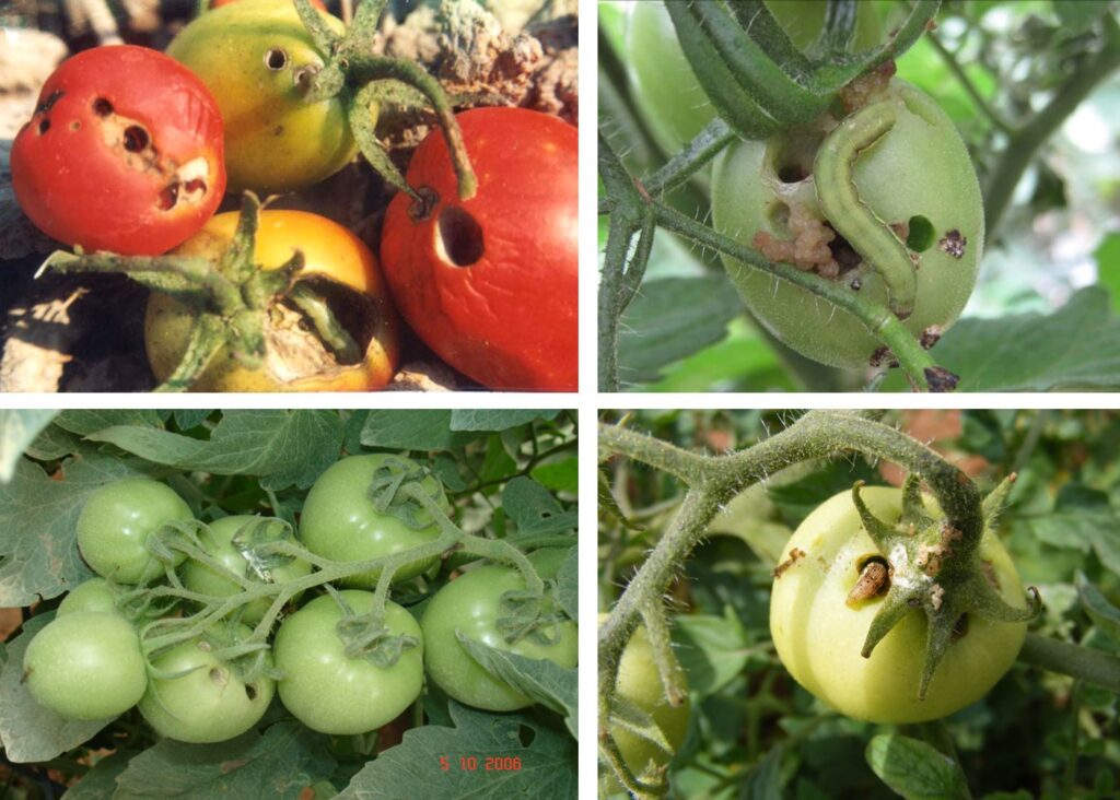 thuoc-tru-sau-cho-cay-ca-chua