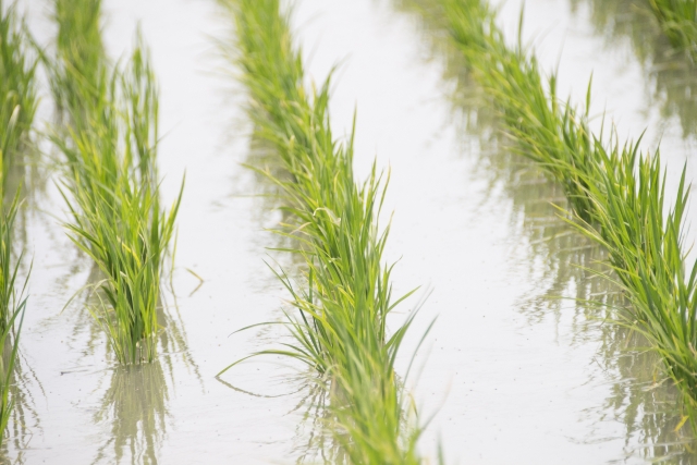 thuốc trừ cỏ lúa 30 ngày