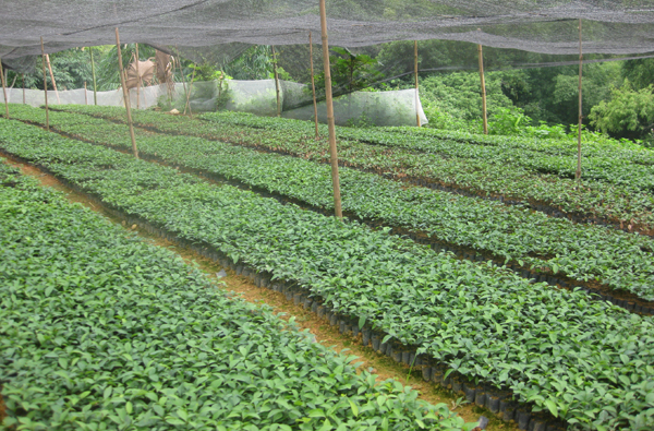 sử dụng thuốc trừ cỏ cho cây quế