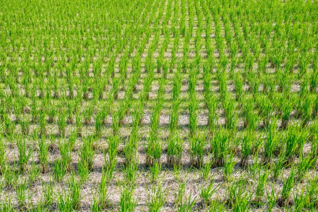 thuốc trừ cỏ lúa 30 ngày