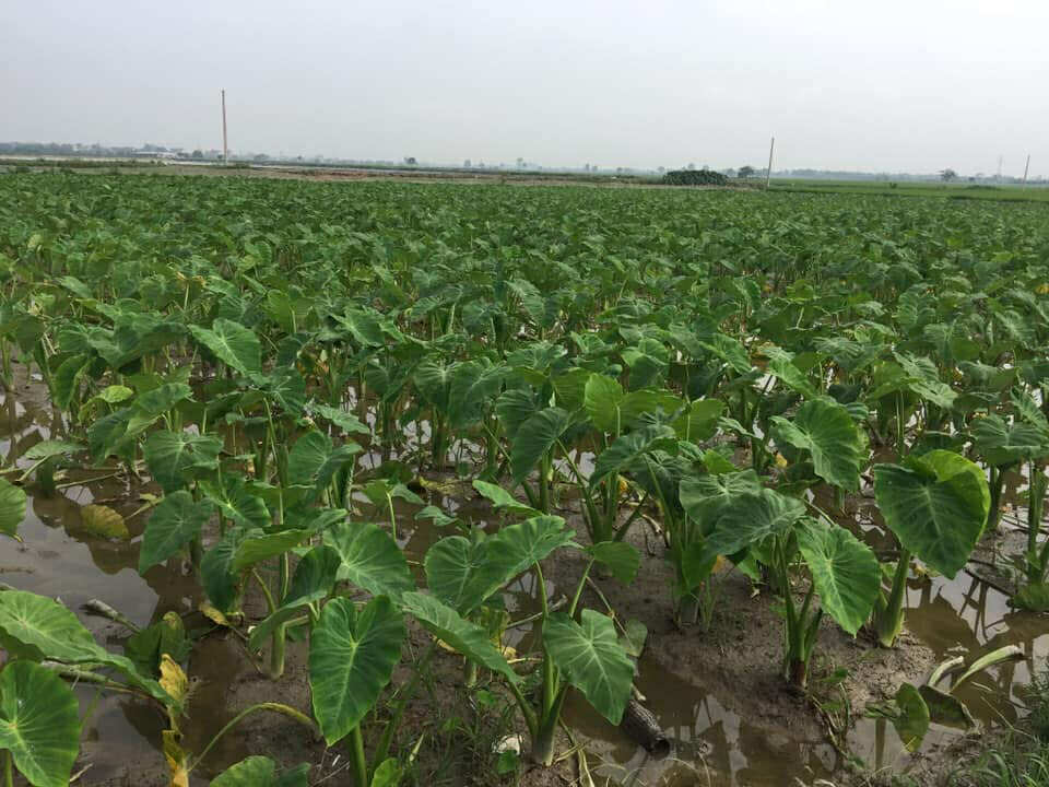 thuốc trừ cỏ cho khoai môn