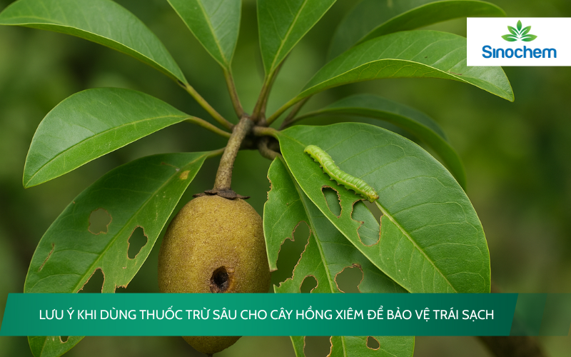 thuoc-tru-sau-cho-cay-sau-rieng