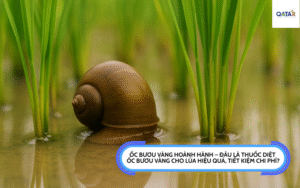 thuoc-diet-oc-buou-vang-cho-lua