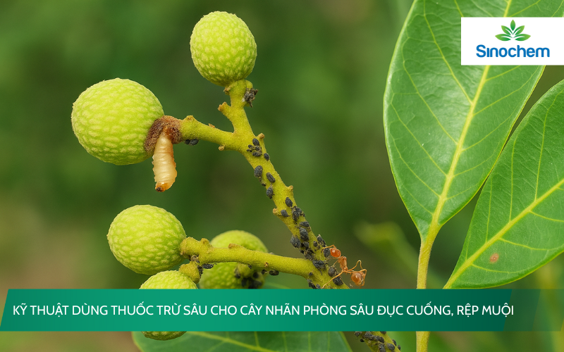 thuoc-tru-sau-cho-cay-nhan