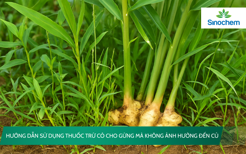 thuoc-tru-co-cho-gung