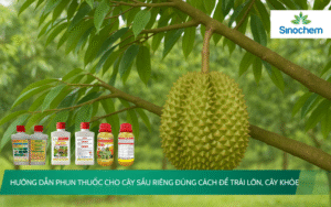 phun-thuoc-cho-cay-sau-rieng