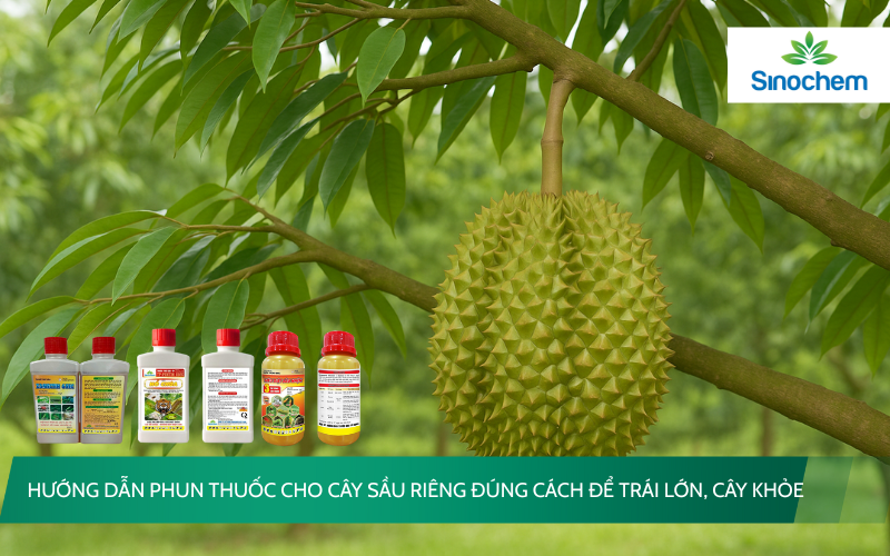 phun-thuoc-cho-cay-sau-rieng