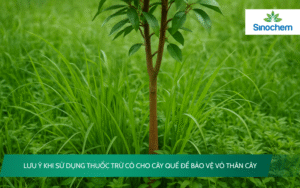 sử dụng thuốc trừ cỏ cho cây quế
