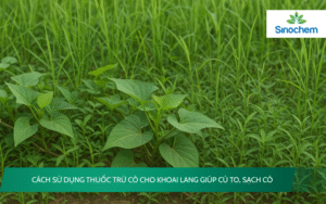 thuốc trừ cỏ cho khoai lang