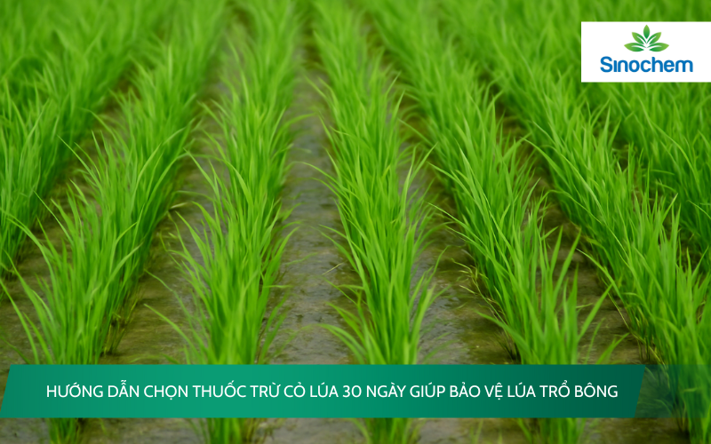thuốc trừ cỏ lúa 30 ngày