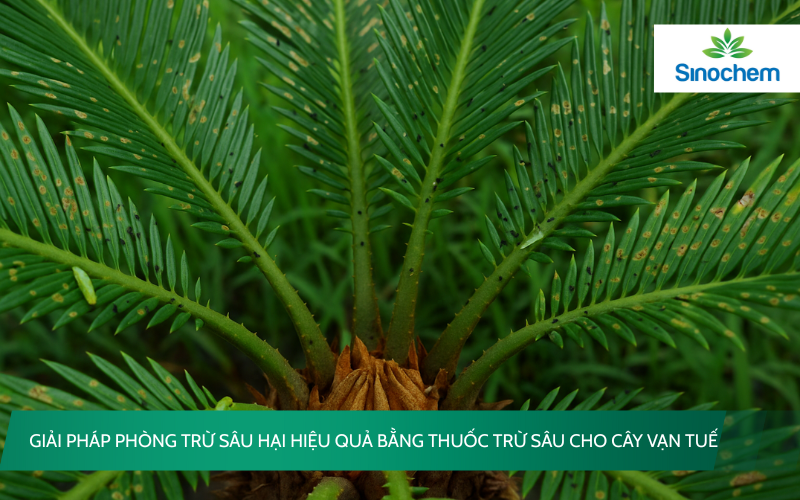 thuốc trừ sâu cho cây vạn tuế