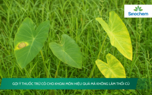 thuốc trừ cỏ cho khoai môn