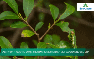 phun thuốc trừ sâu cho cây mai