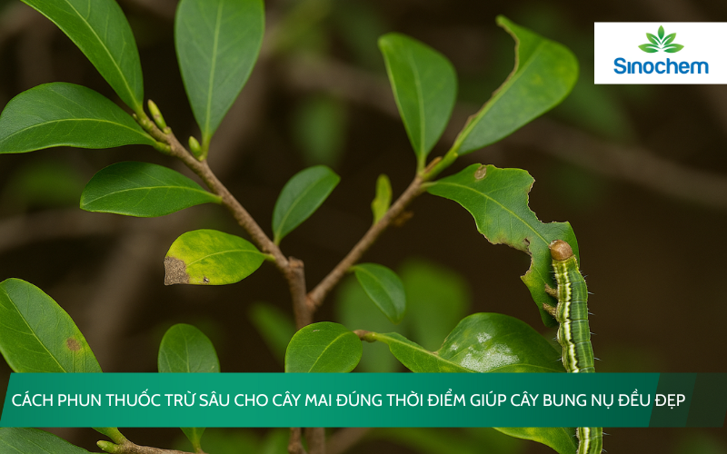 phun thuốc trừ sâu cho cây mai