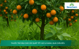 Thuốc trừ sâu cho cây quất Tết