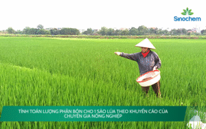 tính toán lượng phân bón cho 1 sào lúa