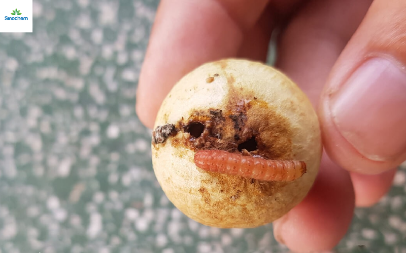 thuoc-tru-sau-cho-cay-nhan