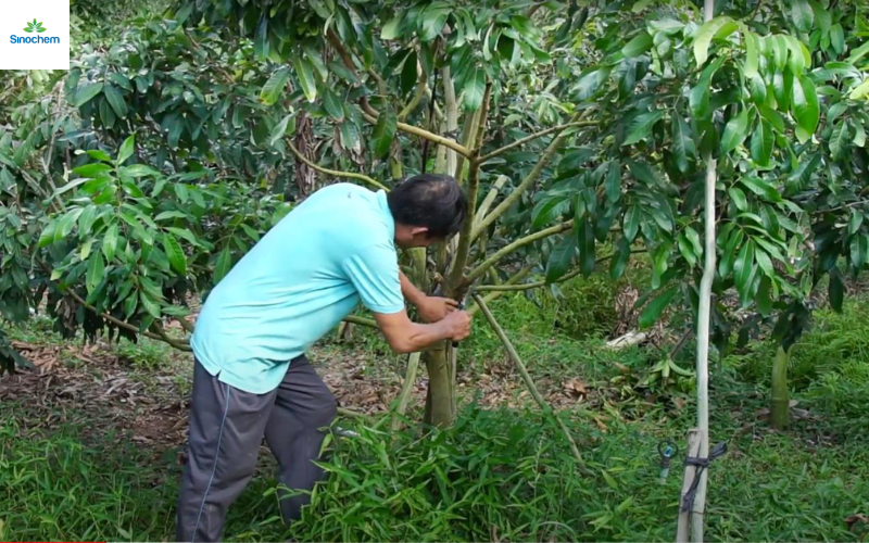 thuoc-tru-sau-cho-cay-nhan