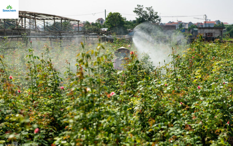 huong-dan-phun-thuoc-tru-sau-cho-cay-dung-ki-thuat