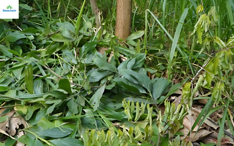 thuoc-tru-co-cho-cay-keo