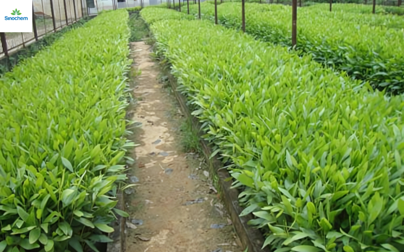 thuoc-tru-co-cho-cay-keo