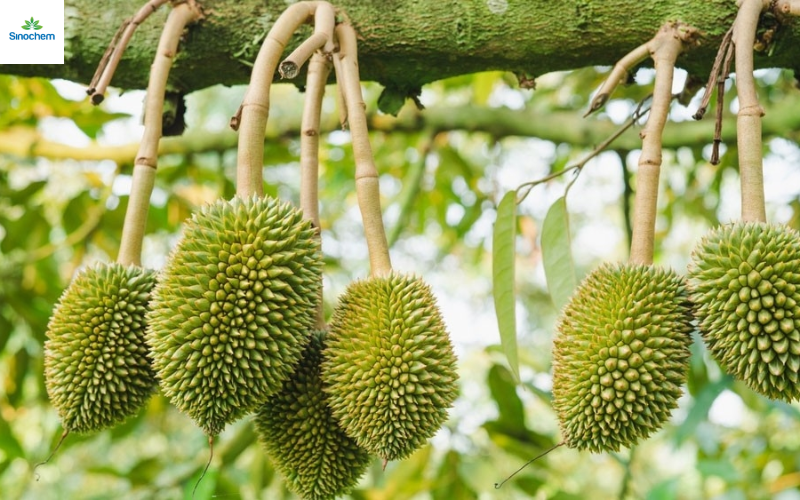 phun-thuoc-cho-cay-sau-rieng