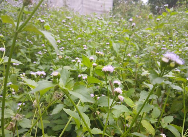 thuốc trừ cỏ cho khoai lang 