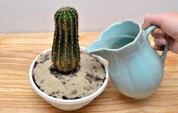 phân bón cho xương rồng