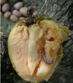 thuoc-tru-sau-cho-cay-hong-xiem