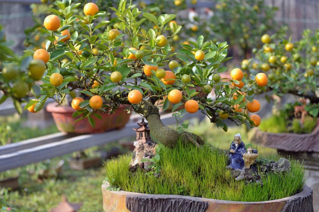 Thuốc trừ sâu cho cây quất Tết