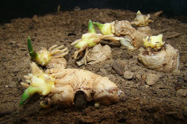 thuoc-tru-co-cho-gung