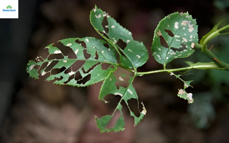 thuoc-tru-sau-cho-cay-hoa