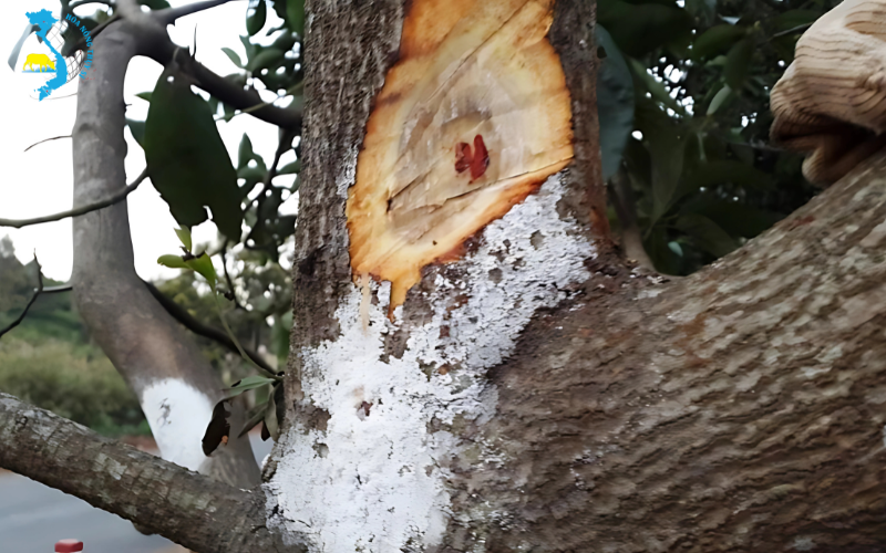 thuoc-tru-sau-cho=-cay-loc-vung