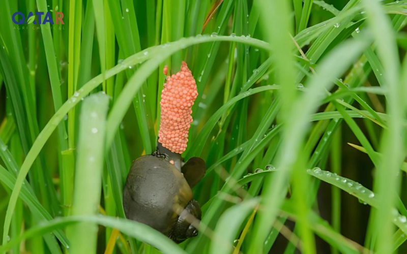 thuoc-diet-oc-buou-vang-cho-lua