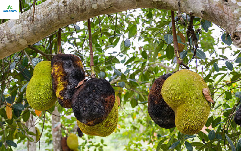 thuoc-tru-sau-cho-cay-mit