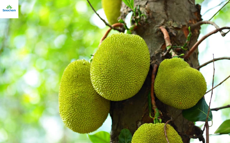 thuoc-tru-sau-cho-cay-mit